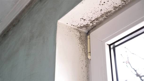 Professional Mold Inspection, Removal & Remediation in Baldwyn, MS